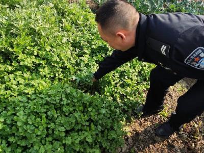 浩口镇开展重点人员走访及禁种铲毒活动