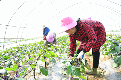 高石碑镇：蔬菜大棚里春光好