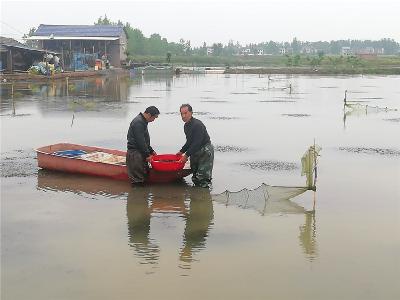 “能人”来带头 增收不用愁