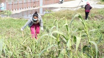 高场街道:河渠治理不停歇 环境“颜值”再提升