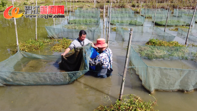 小黄鳝带来大收益