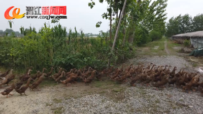 黄又平：蛋鸭养殖唱响致富歌