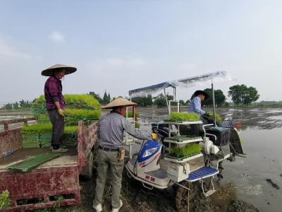 藏粮“智慧田”——四川崇州夏收夏种见闻