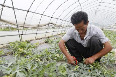 高场村：“瓜—瓜—菜”引领村民增收致富