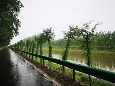 运粮湖：造林绿化成效显 花园农场颜值靓