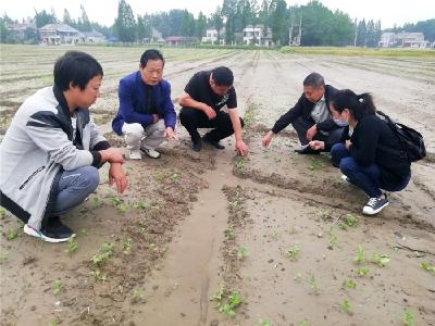 潜江农业部门：帮菜农减损 保蔬菜供应