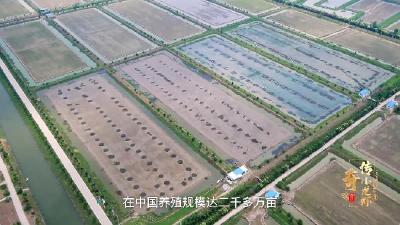 潜江首部龙虾产业纪录片《传奇小龙虾》——养殖篇《虾稻传奇》