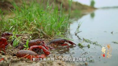 潜江首部龙虾产业纪录片《传奇小龙虾》——产业篇《虾道传奇》
