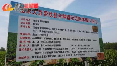 渔洋镇新台村：创新种植保粮安
