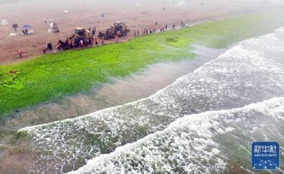 卫星直击：浒苔侵袭青岛附近海域 