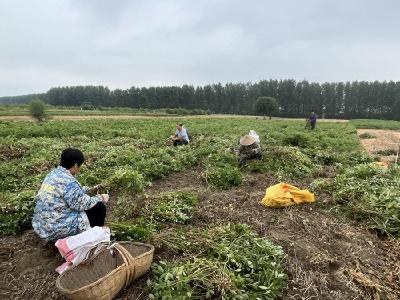 王拐村花生喜获丰收