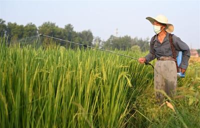 抓好田间管理全力抗旱保收