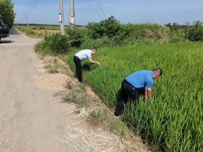 烈日炎炎除草忙 疏渠引水保禾苗