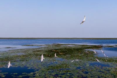 还湖于鸟之后 2万只夏候鸟在沉湖湿地筑巢