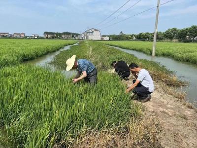 运粮湖管理区：纪委监督检查护航农业生产