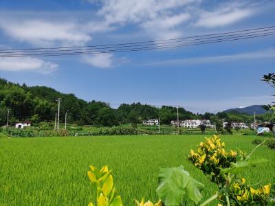 新华全媒+丨古坊乡新事——大别山革命老区乡村振兴一线见闻