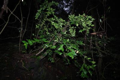 极度濒危植物“隐世”百年再现 