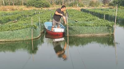 黄鳝仿生态苗种繁育拓宽致富路