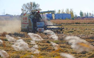 辽宁秋粮收获进入高峰期 农业机械显身手 