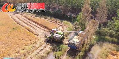 金秋十月晚稻黄 移民村里收割忙