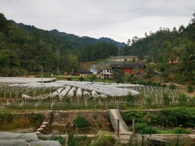 记者驻村笔记：复兴村的兴旺事儿