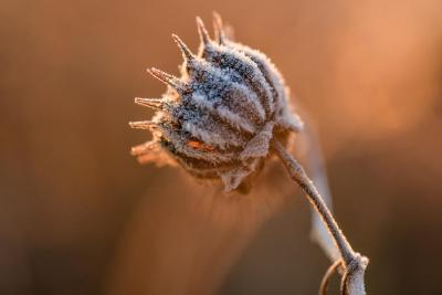 节气里的中国丨小雪：冬令成　万物藏