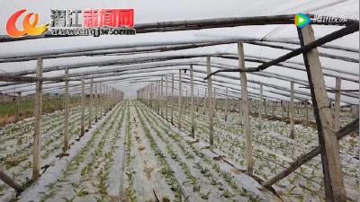 “瓜瓜菜”种植模式拓宽农民增收致富路