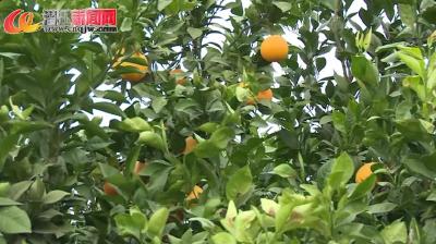 后湖脱贫户橙子盼销路！期待你的“橙”心相助