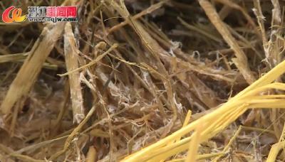 浩口：“赤松茸”试种进行时