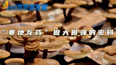 聚焦高质量发展丨黑龙江抢抓“道地药材”新机遇 迎来药材产业新崛起