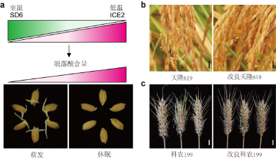 新华全媒+｜科学家找到调控水稻、小麦穗发芽的“开关” 