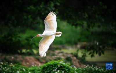 万物并育和合生——中国积极推动全球生物多样性治理进程