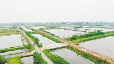 潜江宝湾村：小龙虾“喝豆浆”