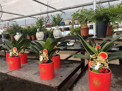 新春走基层|花卉市场年味浓 年宵花销售火爆