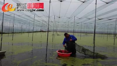 大棚养虾 错峰上市卖好价