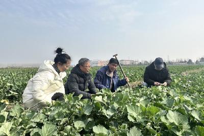 浩口：农技服务下田间 技术指导助增收