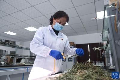 强信心·劳动者之歌丨林业专家张锦梅：在青藏高原建设“绿色长城”