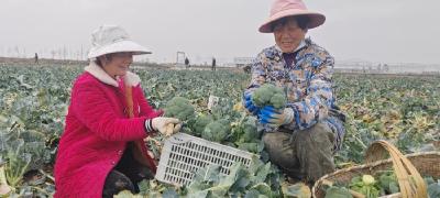 蔬菜基地春意浓 田间地头采收忙