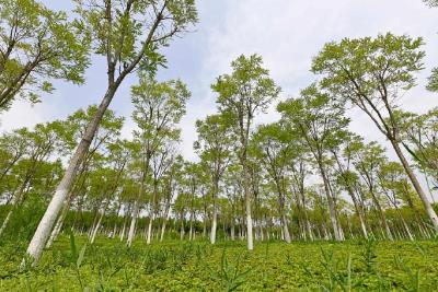 天津打造绿色生态屏障为城市“热岛”降温