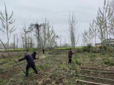 杨市街道：动真碰硬，守牢耕地红线