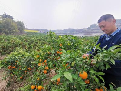 盘活“土特产” 蹚出振兴路——四川荣县乡村振兴实践观察