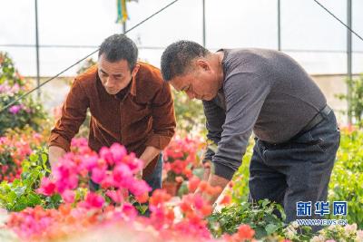 乡味丨一朵三角梅引发的“苦坑村”蜕变