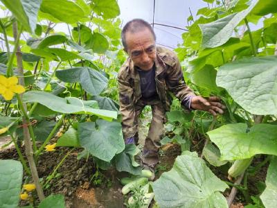 大棚蔬菜喜丰收 菜农增收笑开颜