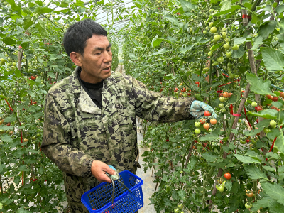 西红柿丰收采摘忙 菜农增收乐开怀