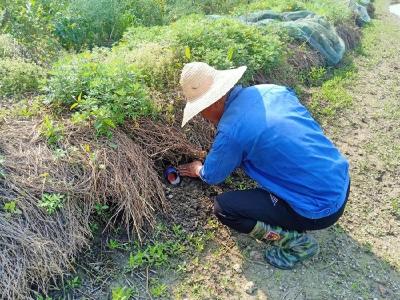 周矶街道开展2023年春季除“四害”活动