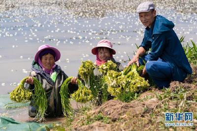 乡味｜大理洱源：面朝洱海 海菜花开