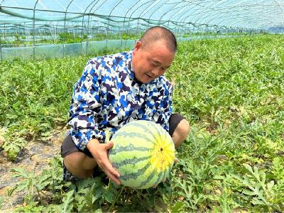 联丰村：西瓜铺就“甜蜜”致富路