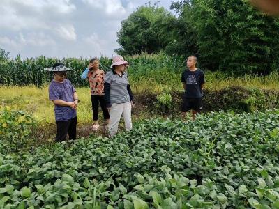 周矶街道科技特派员：当好“田保姆” 做好“地管家”