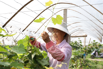 夏果累枝头 果农笑开颜