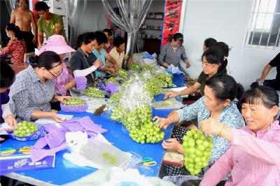 小葡萄“串”起甜蜜致富路